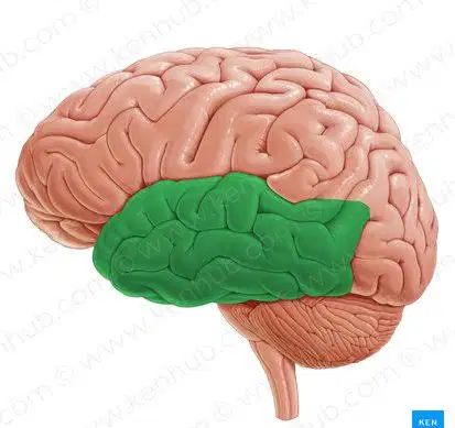 Media Image