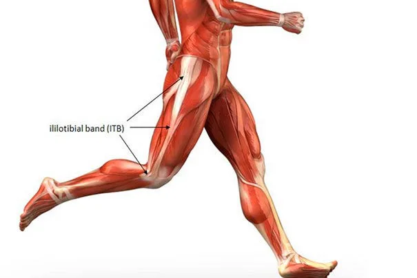 Hip and Upper leg muscles