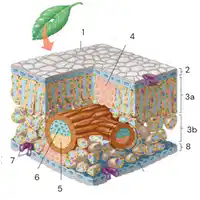 Media Image