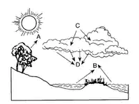 Media Image