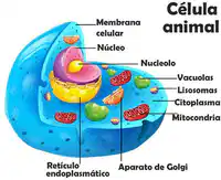 Media Image