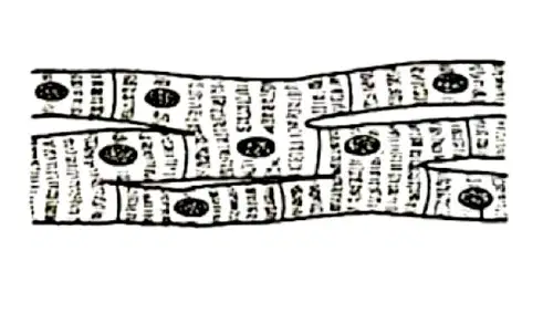 Media Image