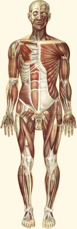 Media Image