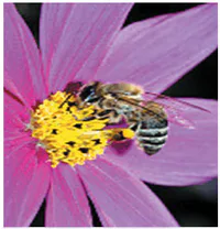 Media Image