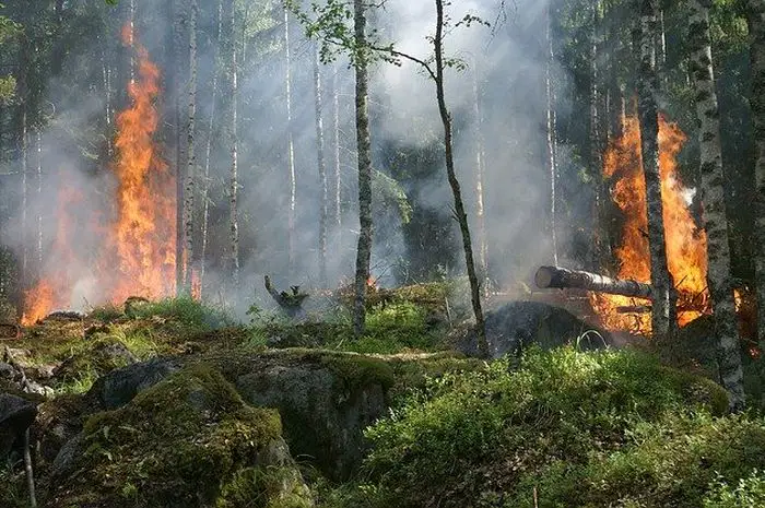 Media Image