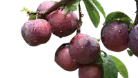 Media Image