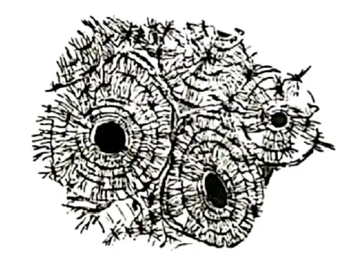 Media Image