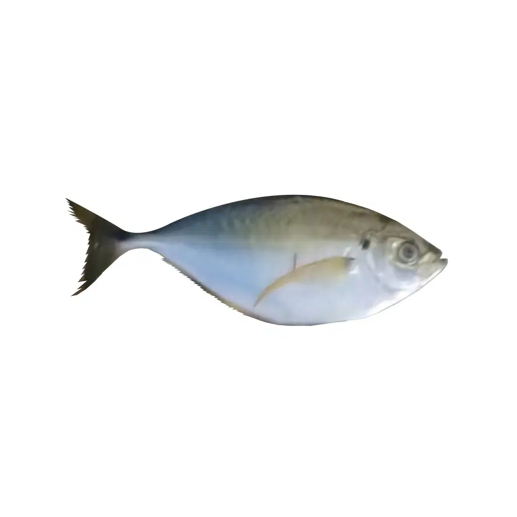 Media Image