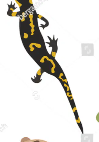 Media Image
