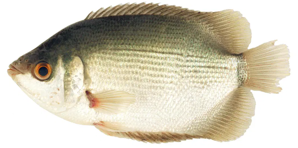 Media Image