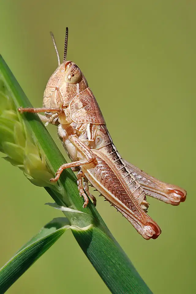 Media Image