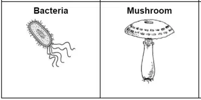 media
