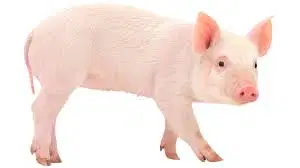 Media Image