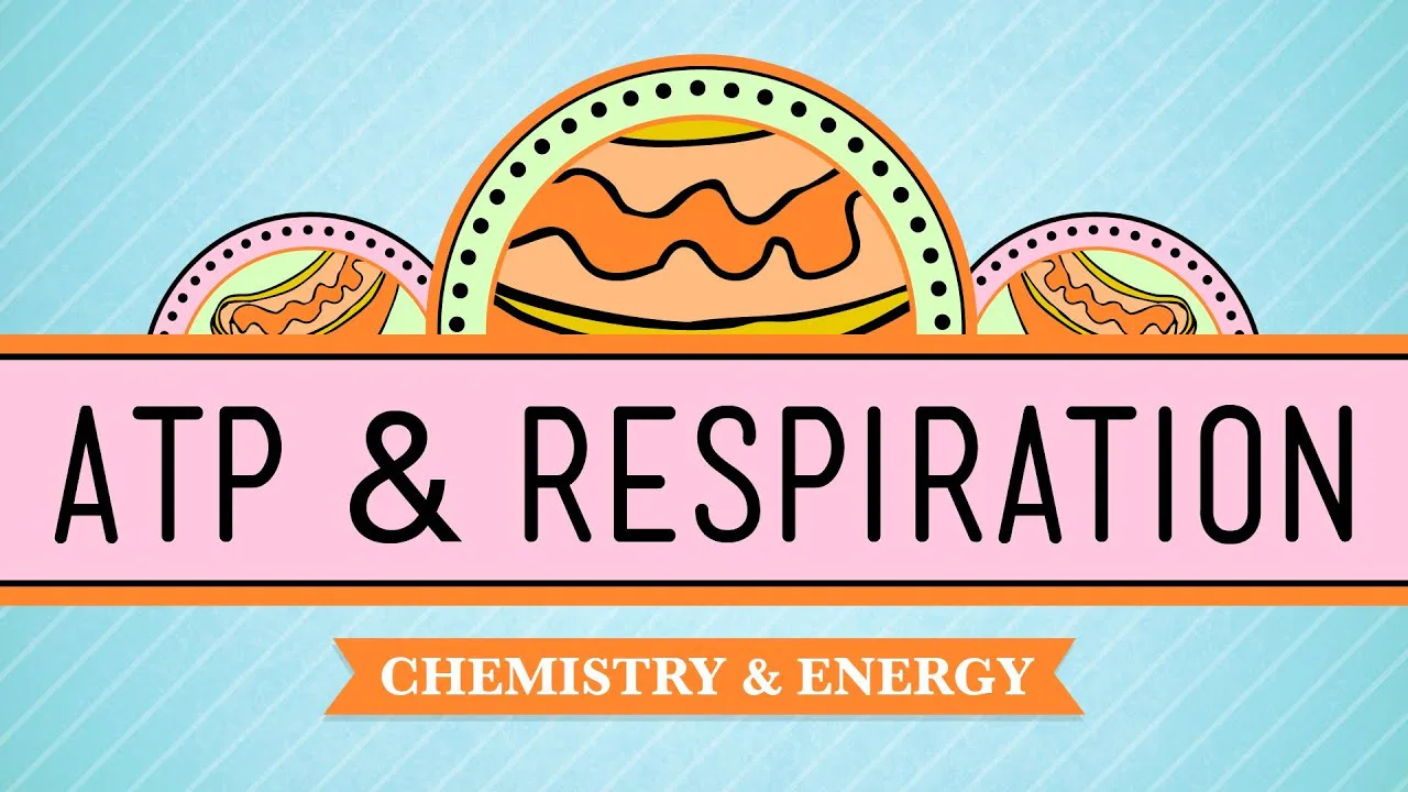 ATP & Respiration
