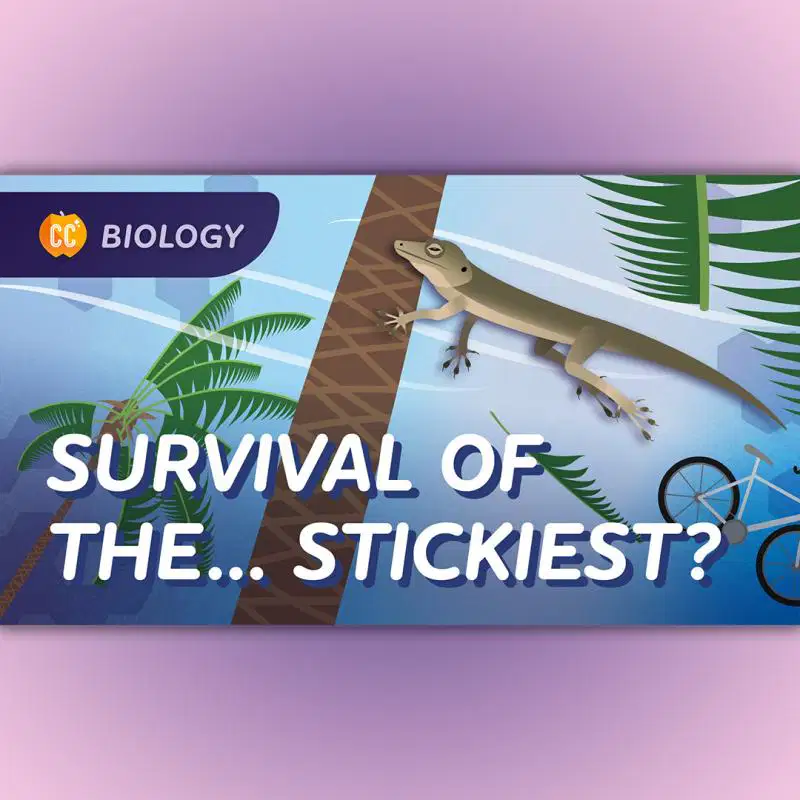 Crash Course Natural Selection Video Quiz 9th Grade Quiz | Quizizz