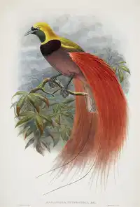 Media Image