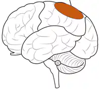 Media Image