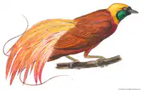 Media Image