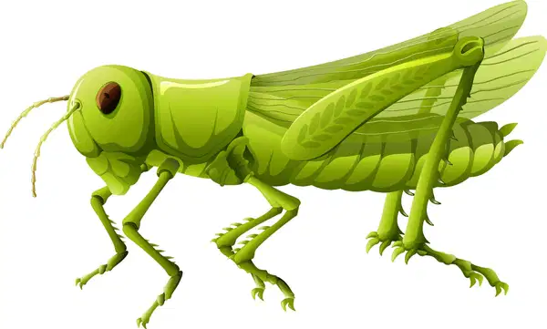 Media Image