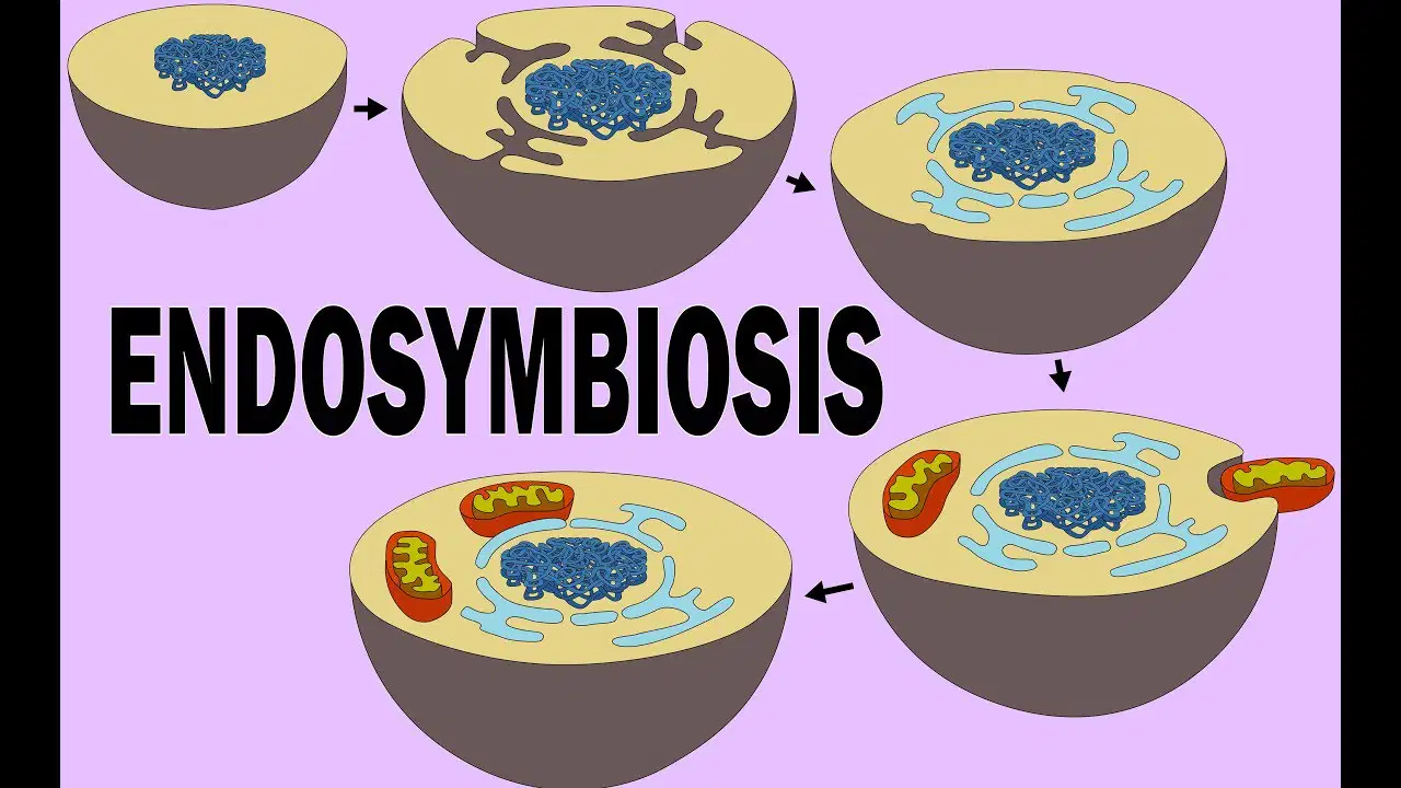 Understanding Endosymbiotic Theory Quiz