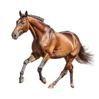Media Image