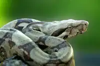 media