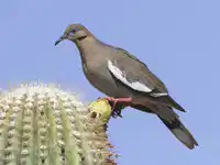 Media Image