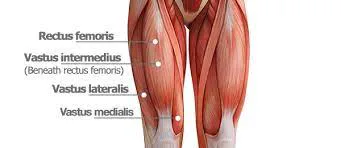 Leg Muscle Actions test