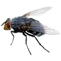 Media Image