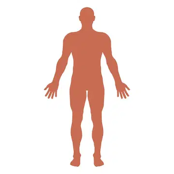 Topic 3 - Human Body Systems