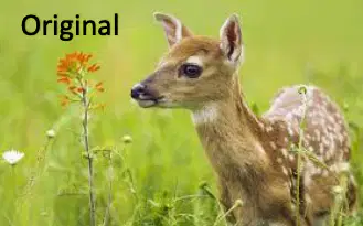 Question Image