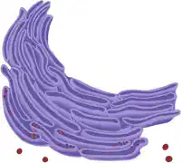 Media Image