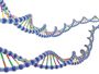 Mendelian Genetics and Monohybrid Crosses 