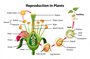 Biology-13 Reproduction in Plants PreQuiz