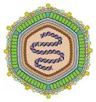 Media Image