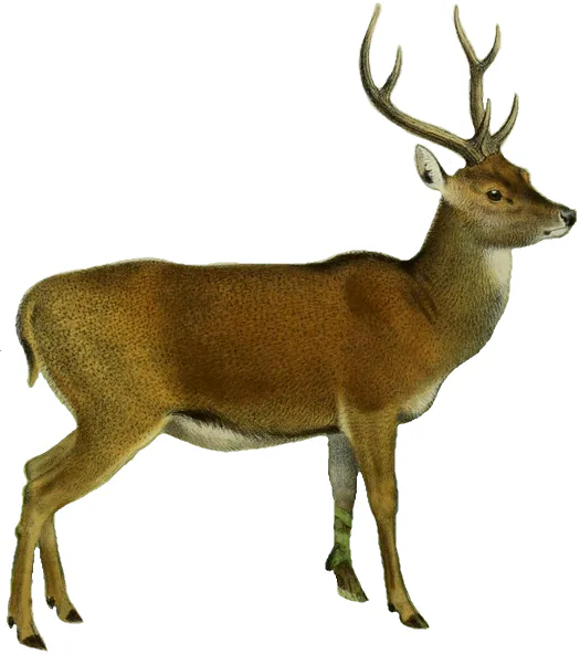 Media Image