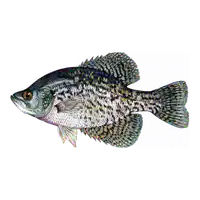 Media Image