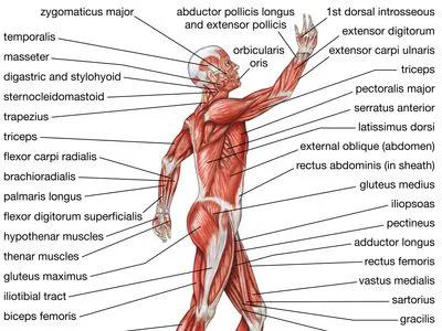 Unit 5 Muscular System Review