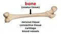 Bones: Structure and Types 11th Grade - University Video | Wayground