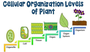 Plant Levels of Organization
