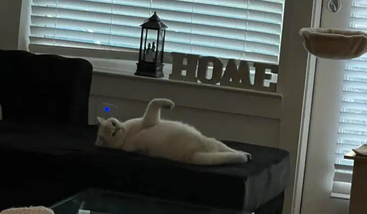 Topic 3 - Part 1: Manufacturing KG Quiz | Wayground