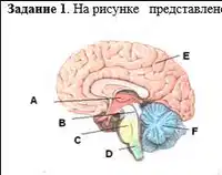 Media Image