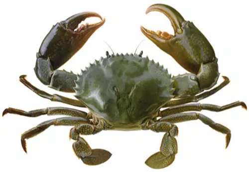 Media Image
