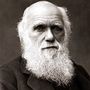 Darwin Evolution 