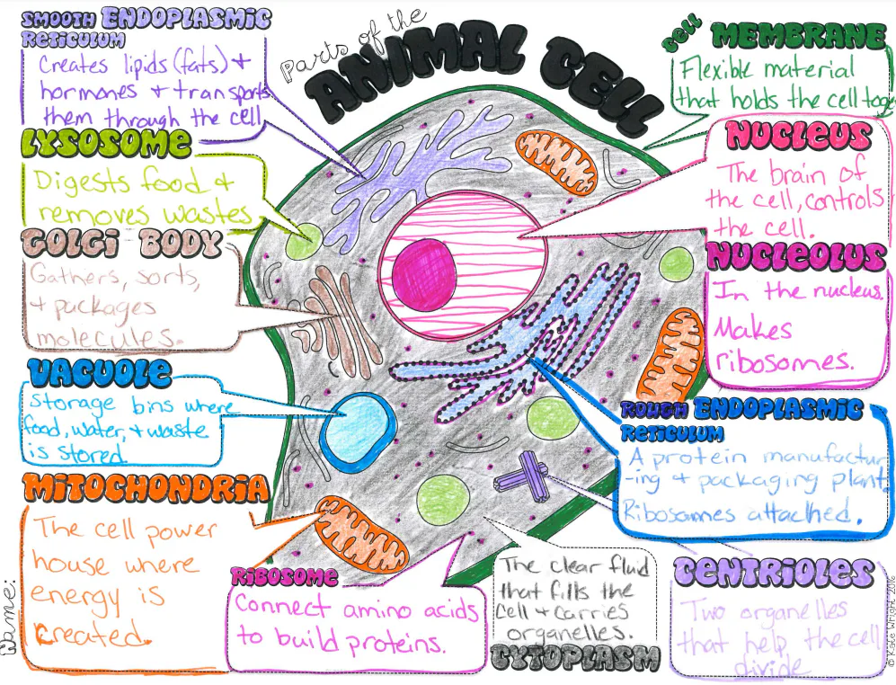 Chapter 2 Cells 6th - 8th Grade Quiz | Wayground