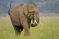 media