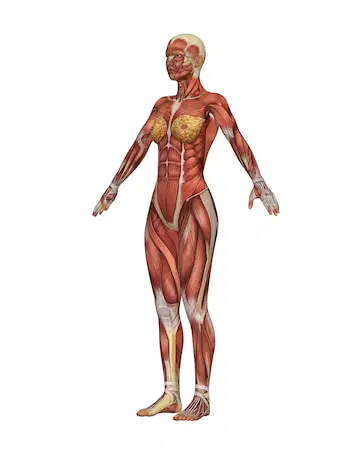 Muscular System Exam Review