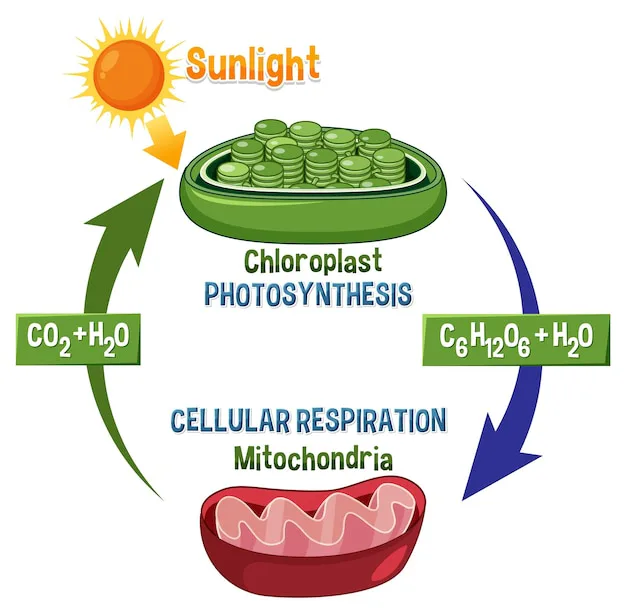 Cellular Respiration, Fermentation and Photosynthesis 7th Grade Quiz ...