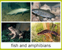 Animal Diversity Vertebrates: Fish & Amphibians