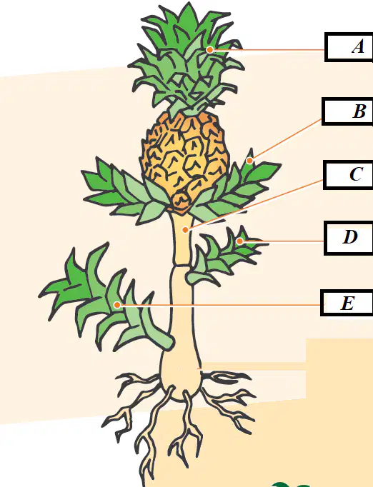 Question Image